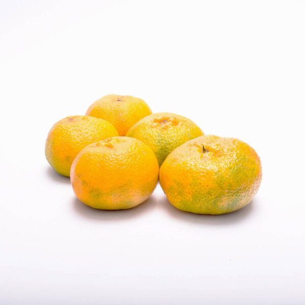 Mandarina Arrayana x Lb