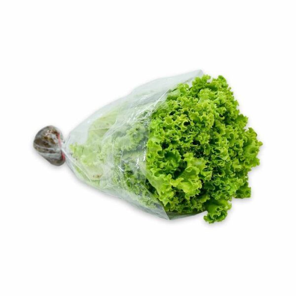 Und Lechuga Crespa