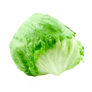 Lechuga Batavia x Lb