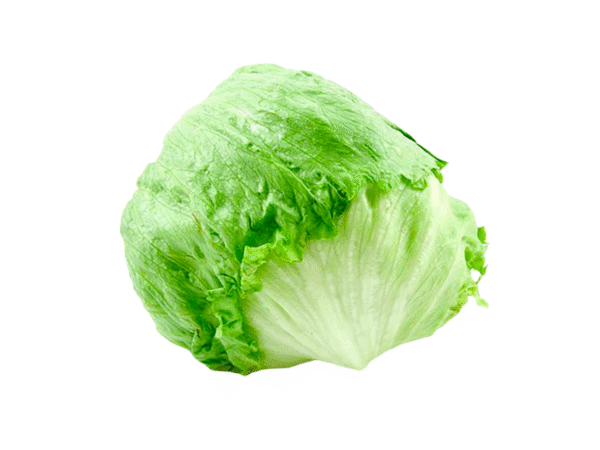 Lechuga Batavia x Lb