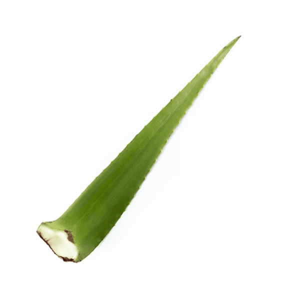 Und Penca De Sábila