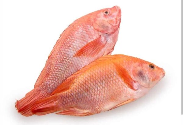 Mojarra al vacío x Lb