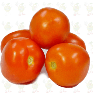 Tomate Chonto x Lb